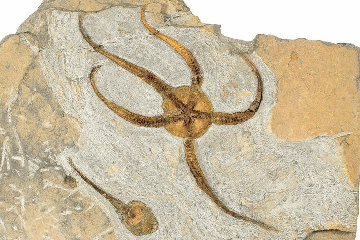 Ordovician Brittle Star (Ophiura) With Carpoid - Morocco #189656